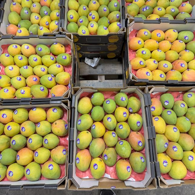 SPECIAL Mango Kensington Pride (Each)