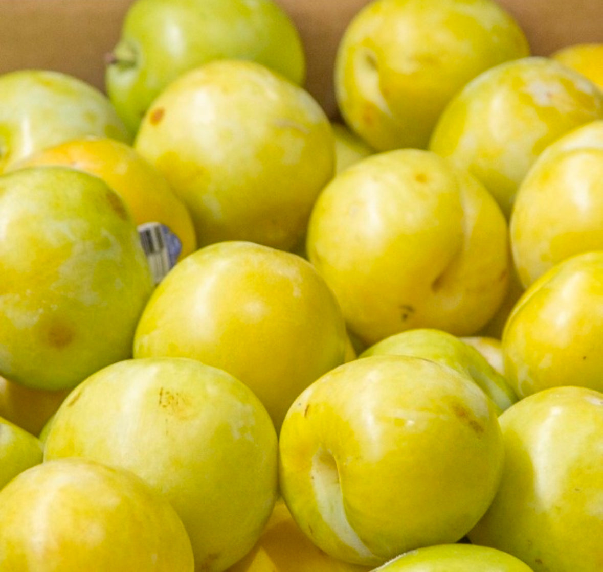 Yellow Plums (Each)