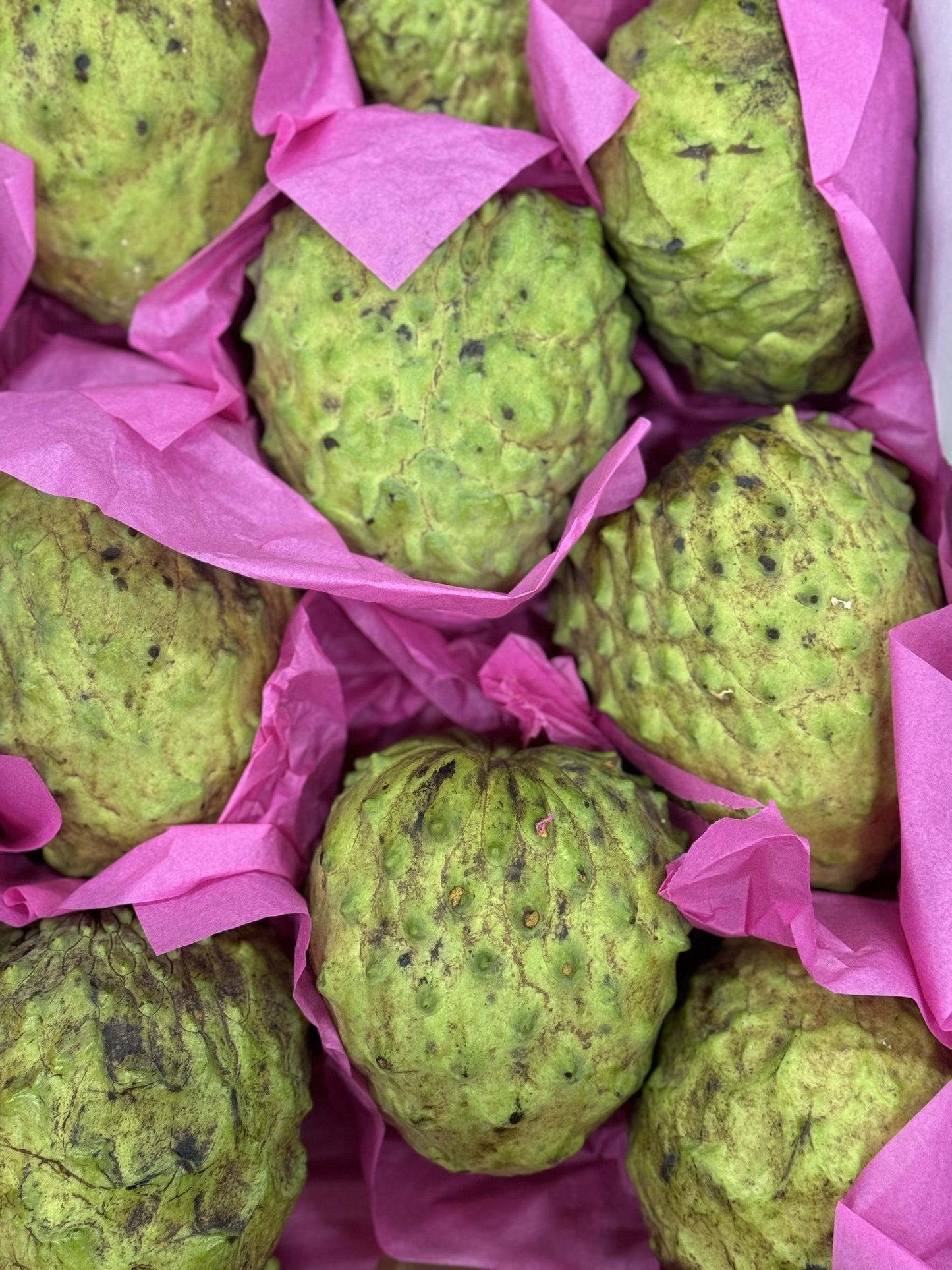 Custard Apple