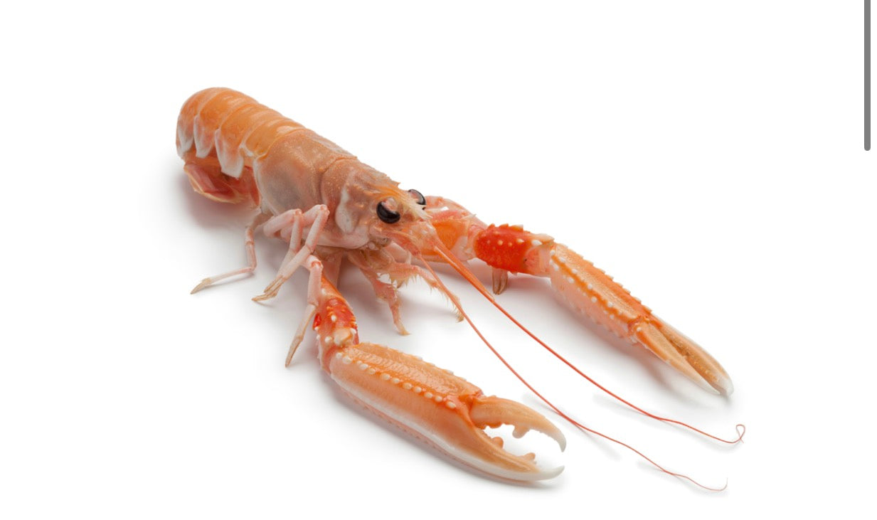 Scampi (800g per box approx 7-9 pieces) Jumbo size