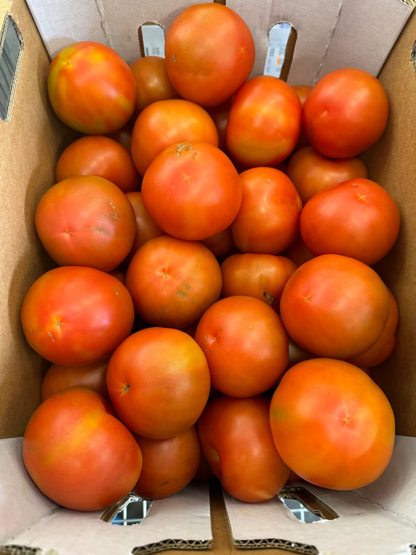Tomato Round 10kg