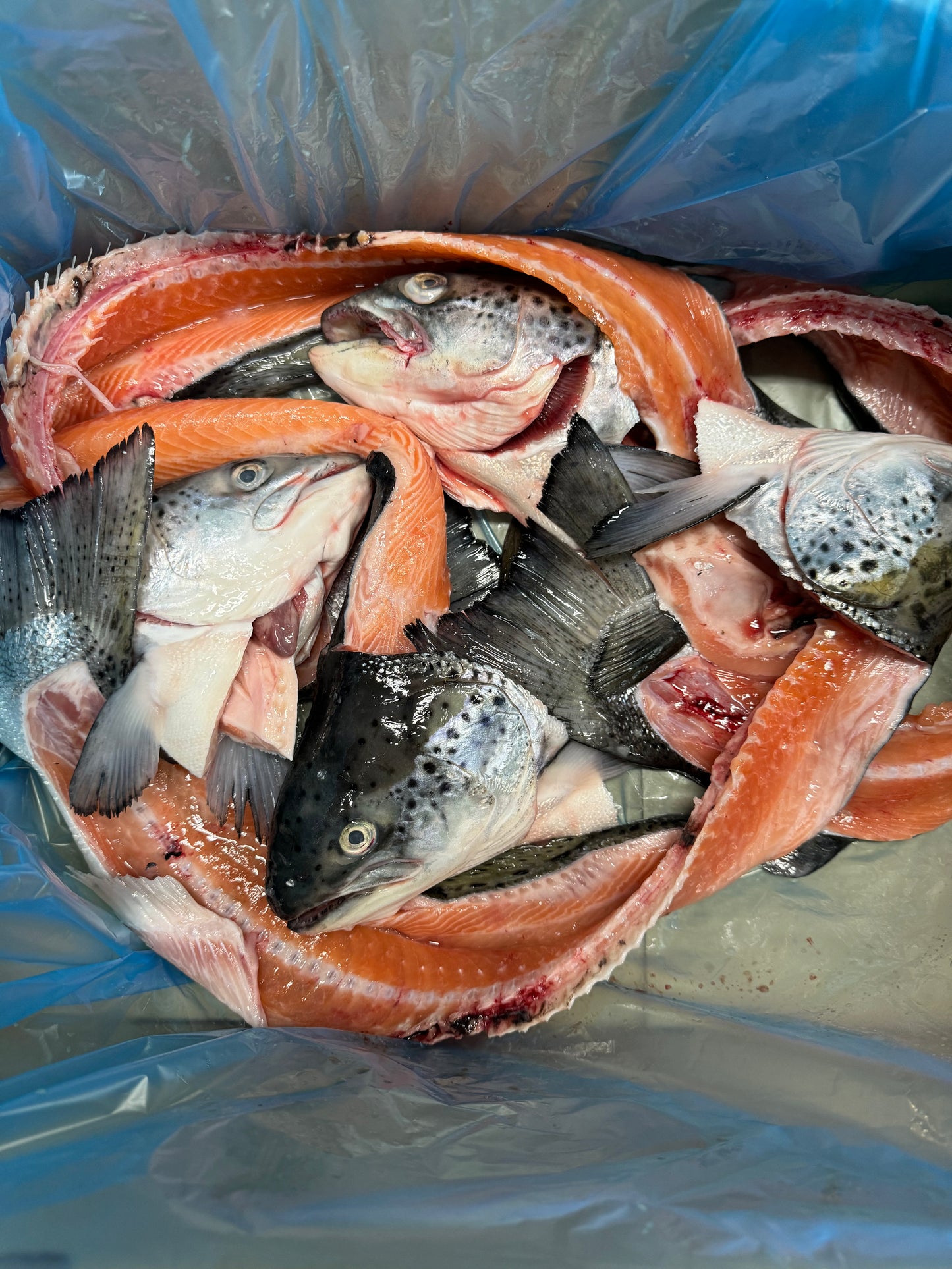 Fresh Fish Heads&Tails for Pets 3kg Bag..1/2 price