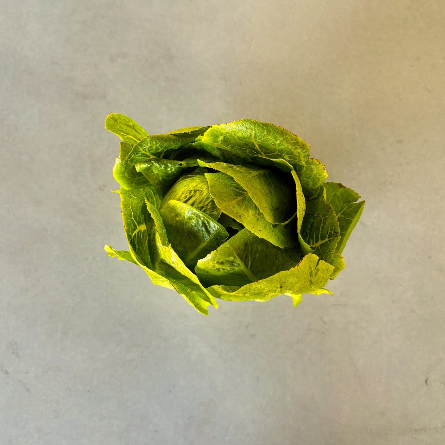 Organic Cos Lettuce (Each)