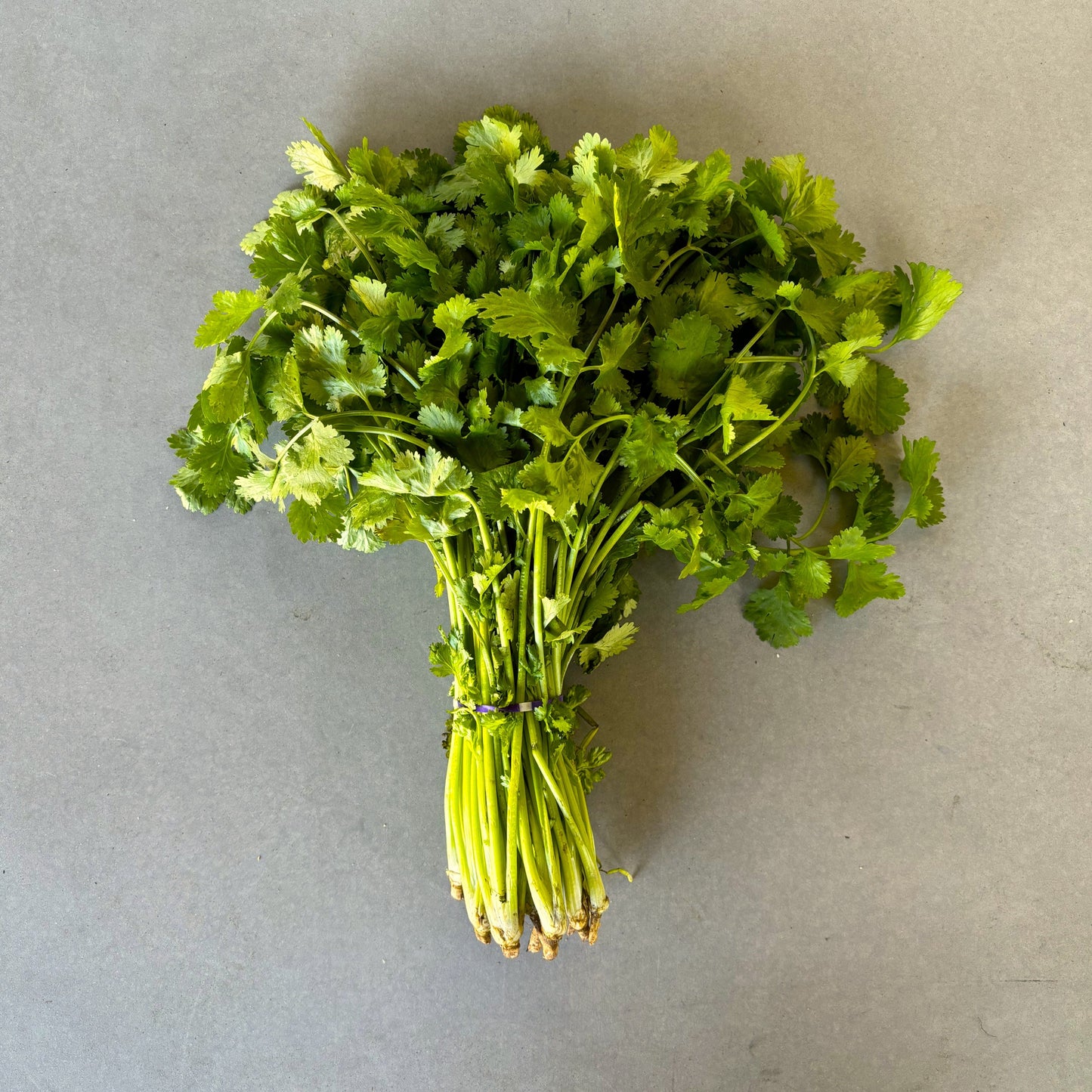 Organic Coriander Bunch