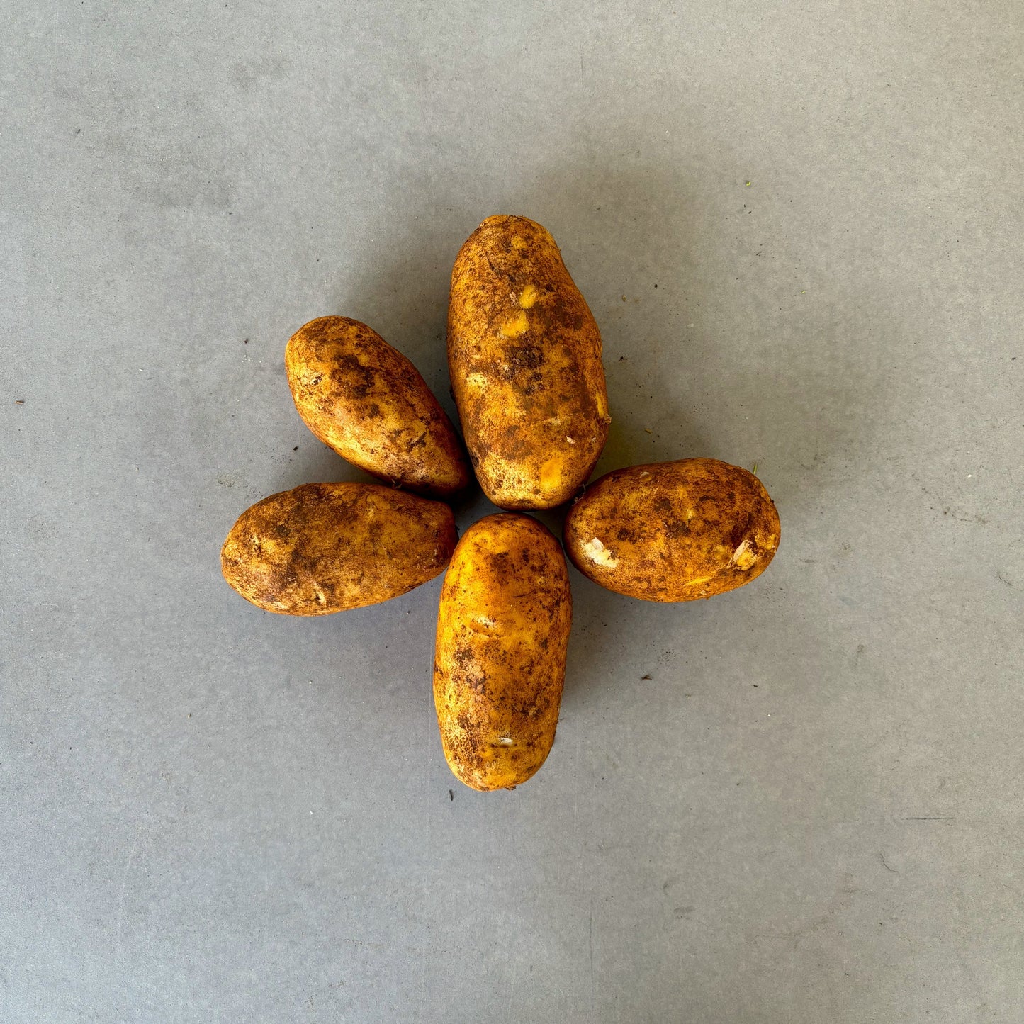 Organic Brushed Dutch Potato (Each)