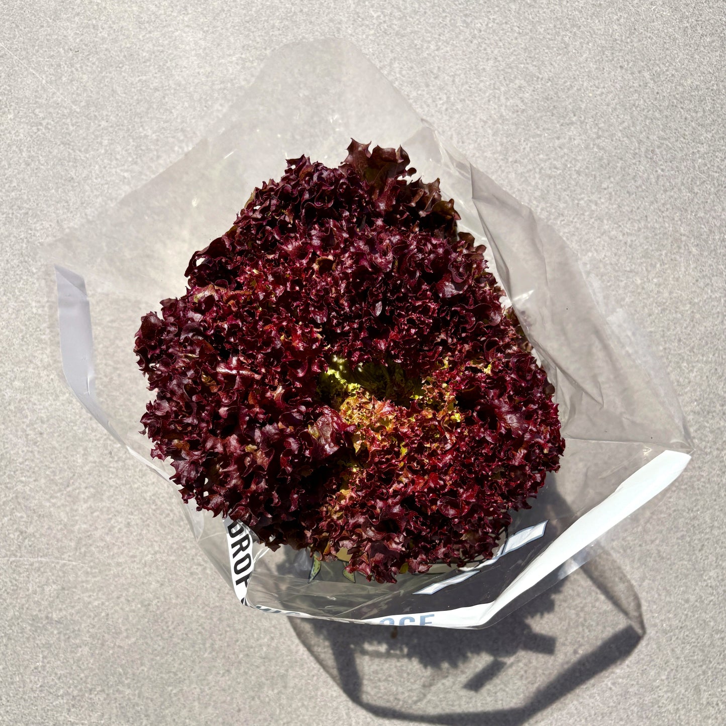 Lettuce Red Coral (Each)