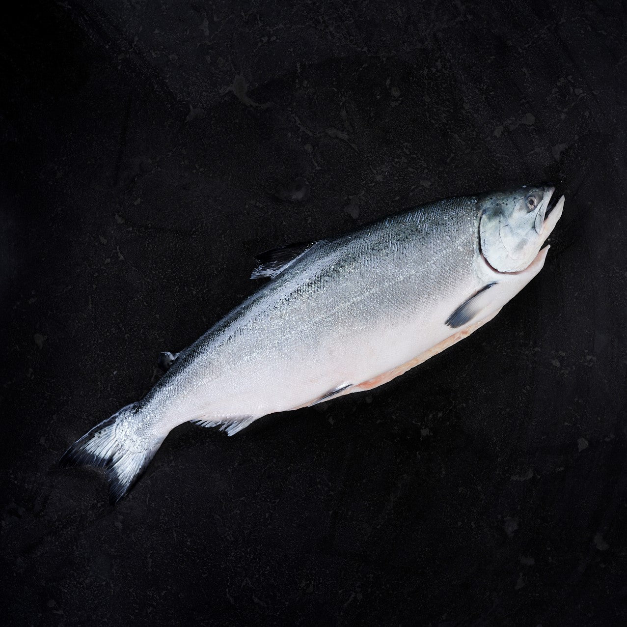 Huon Atlantic Salmon Whole Fish - 4kg Scaled and Gutted
