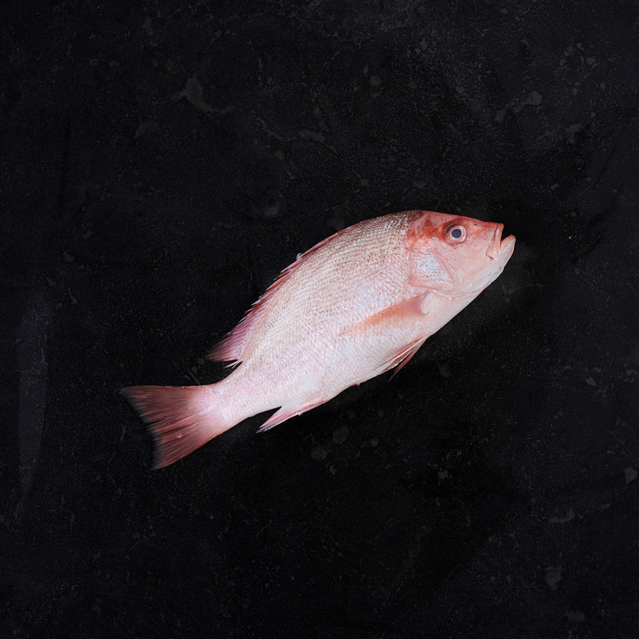 Snapper Baby (Each)