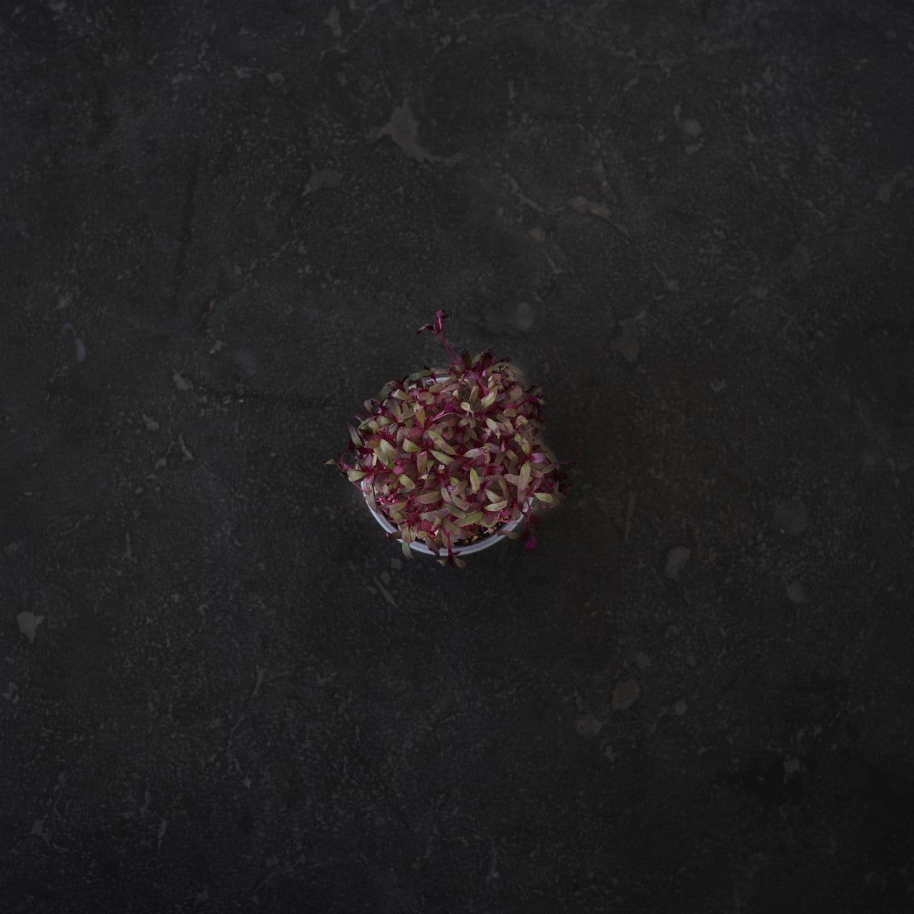 Micro Herb - Red Garnet