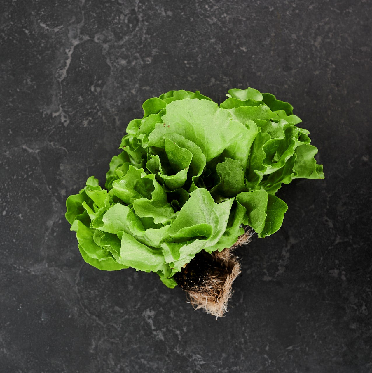Lettuce Green Oak (Each)