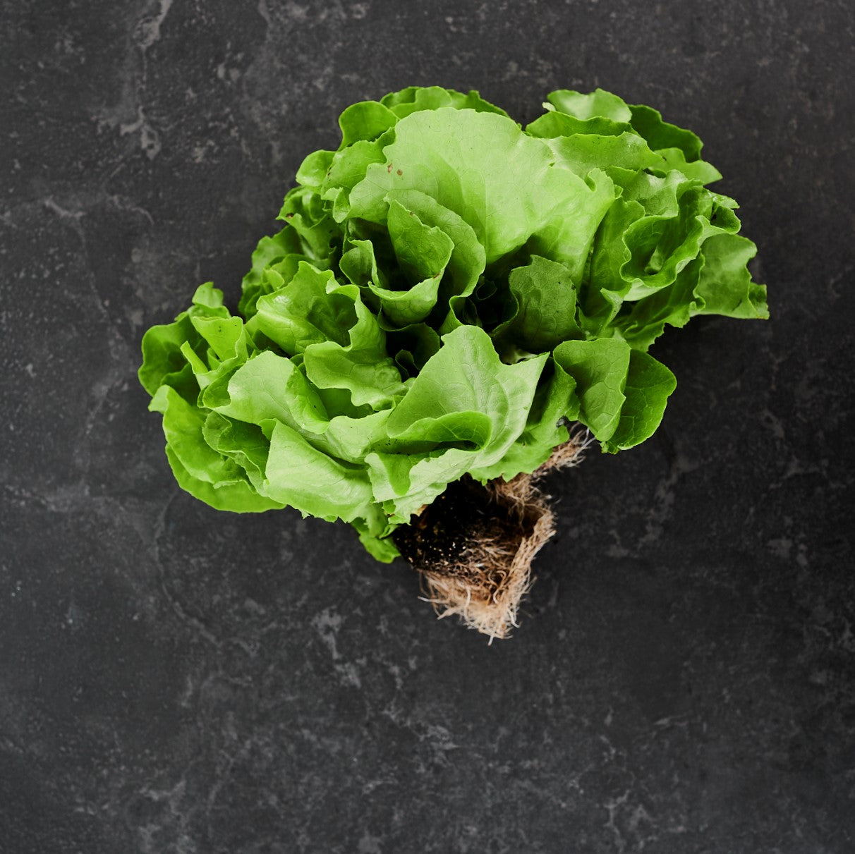 Lettuce Butter (Each)
