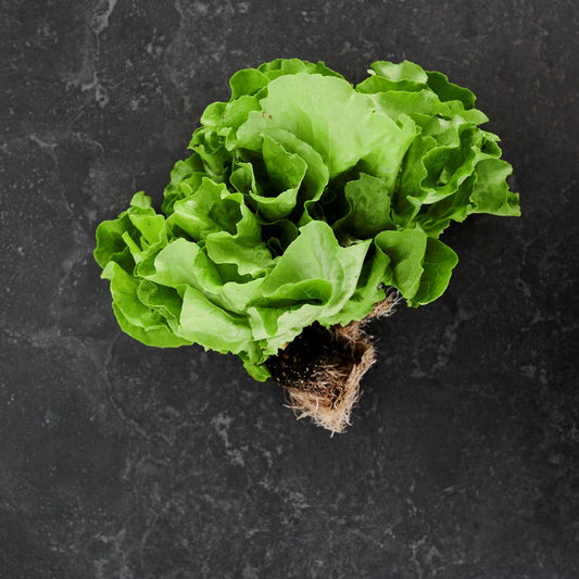 Lettuce Butter (Each)