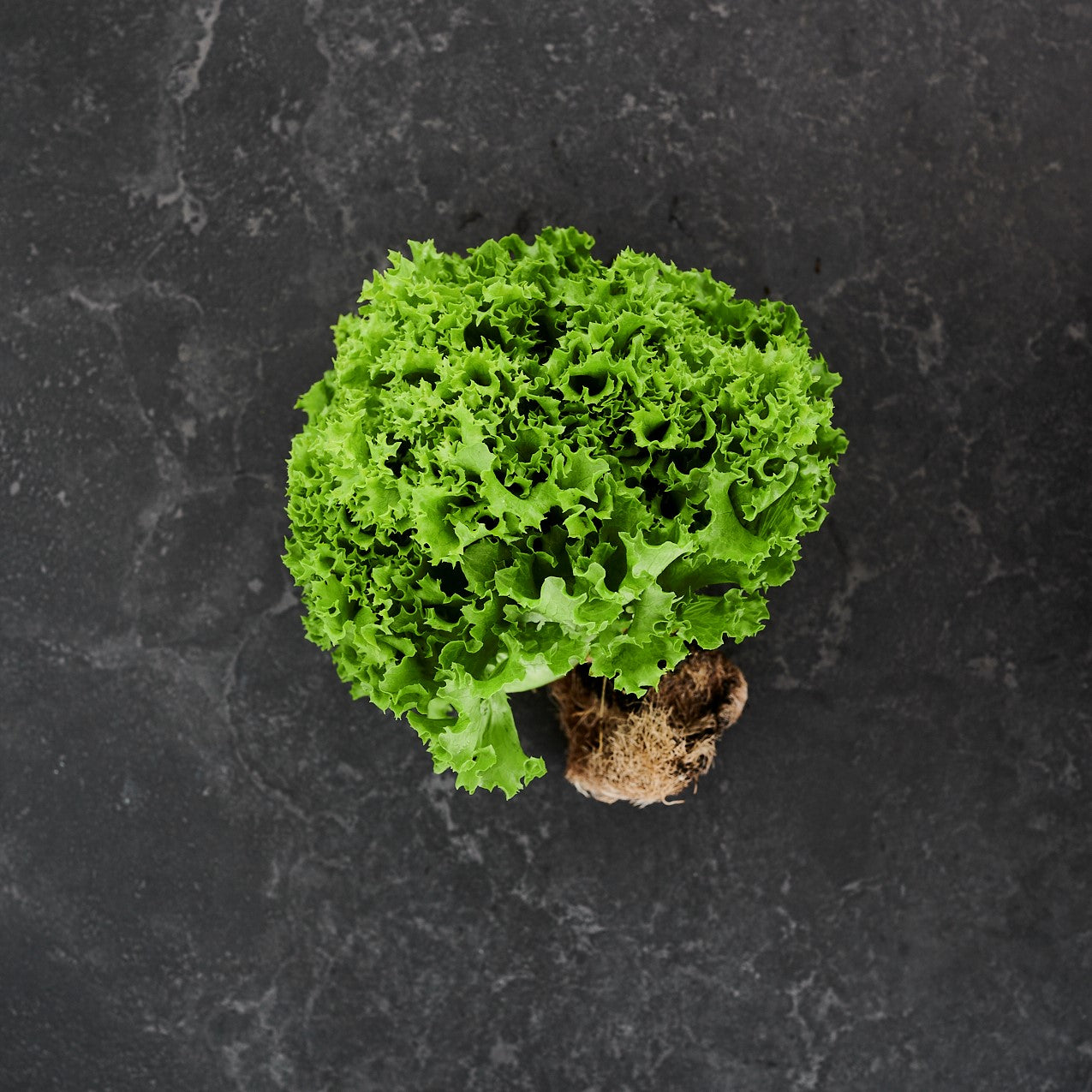 Lettuce Green Coral (Each)