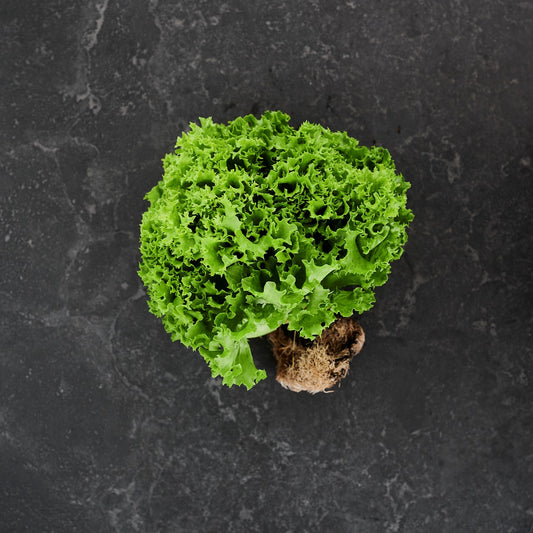 Lettuce Green Coral (Each)