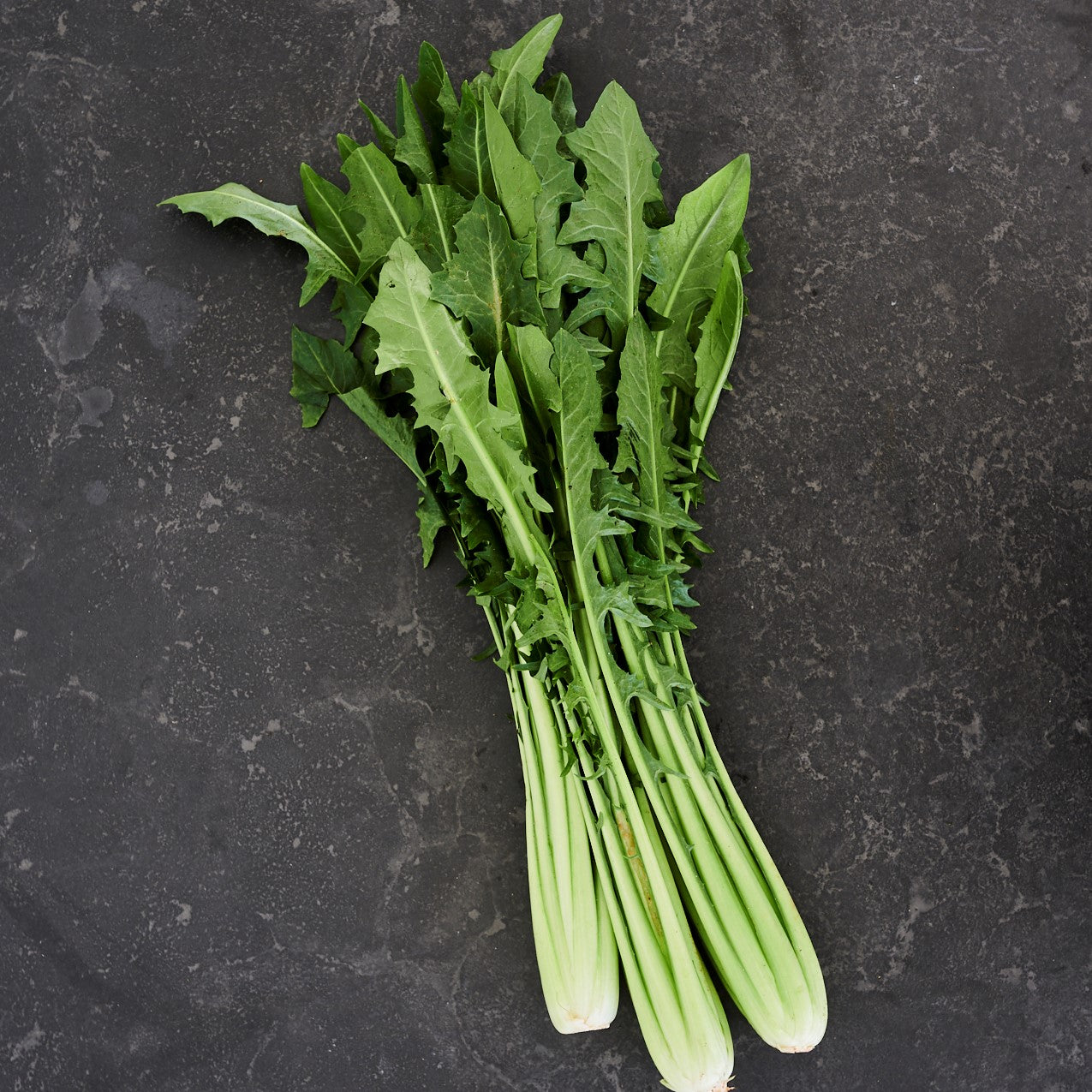 Chicory (Bunch)