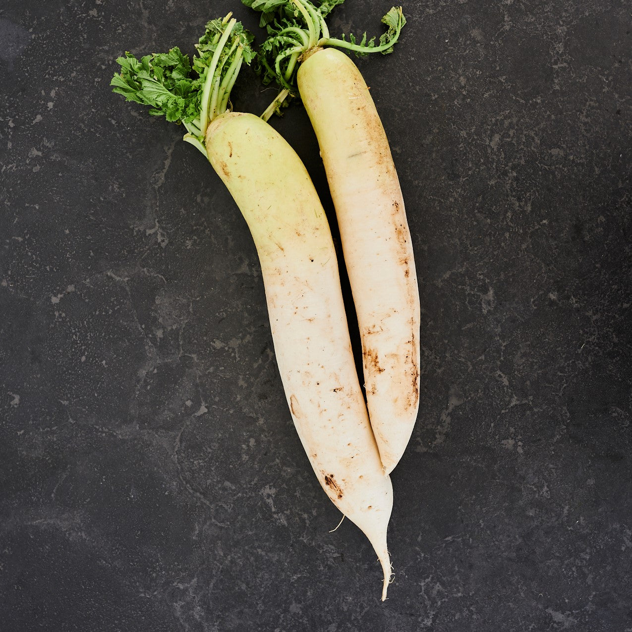White Radish Daikon (Each)