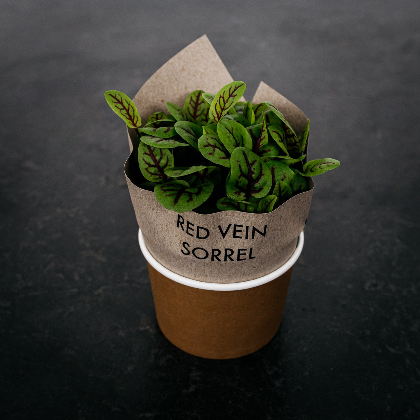 Micro Herb - Red Sorrel