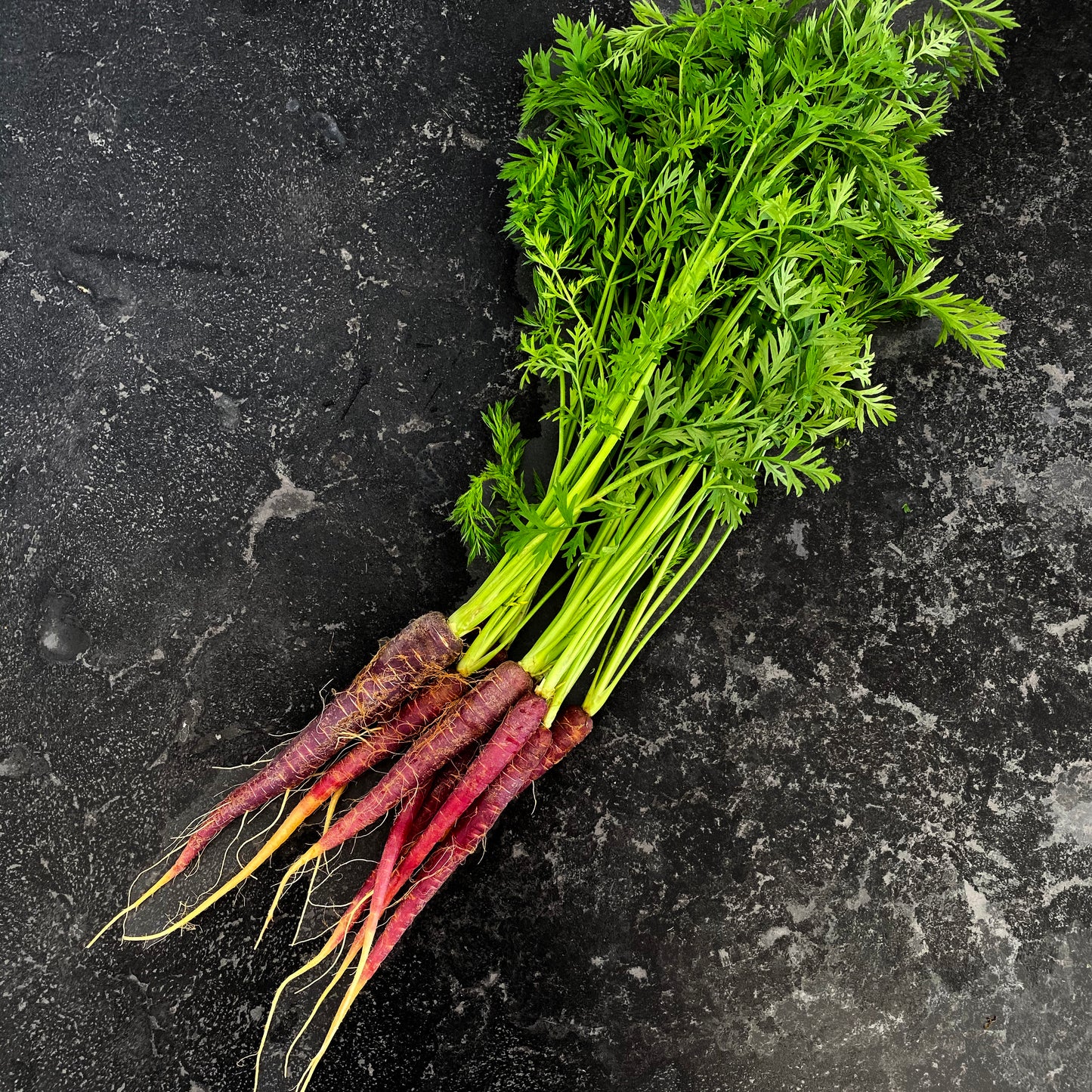 Carrot Dutch Purple (Bunch)