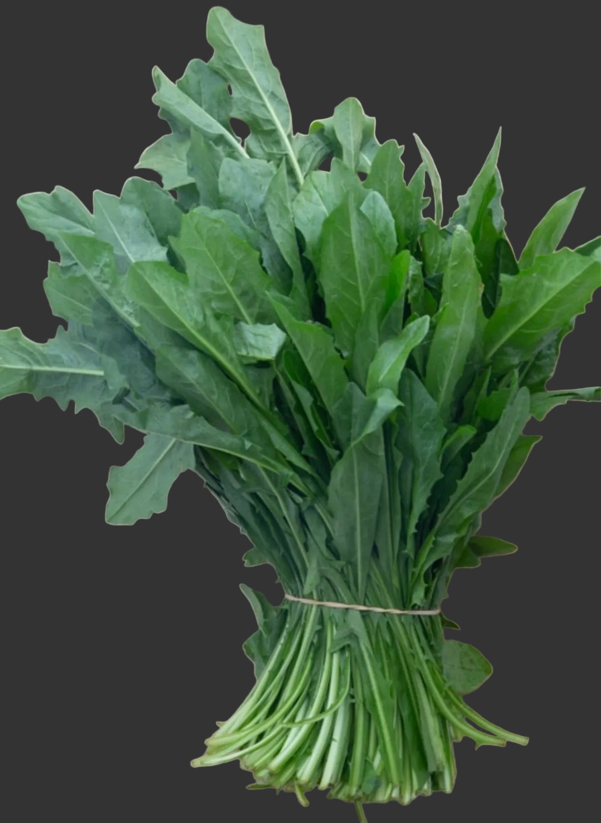 Organic Chickory Bunch