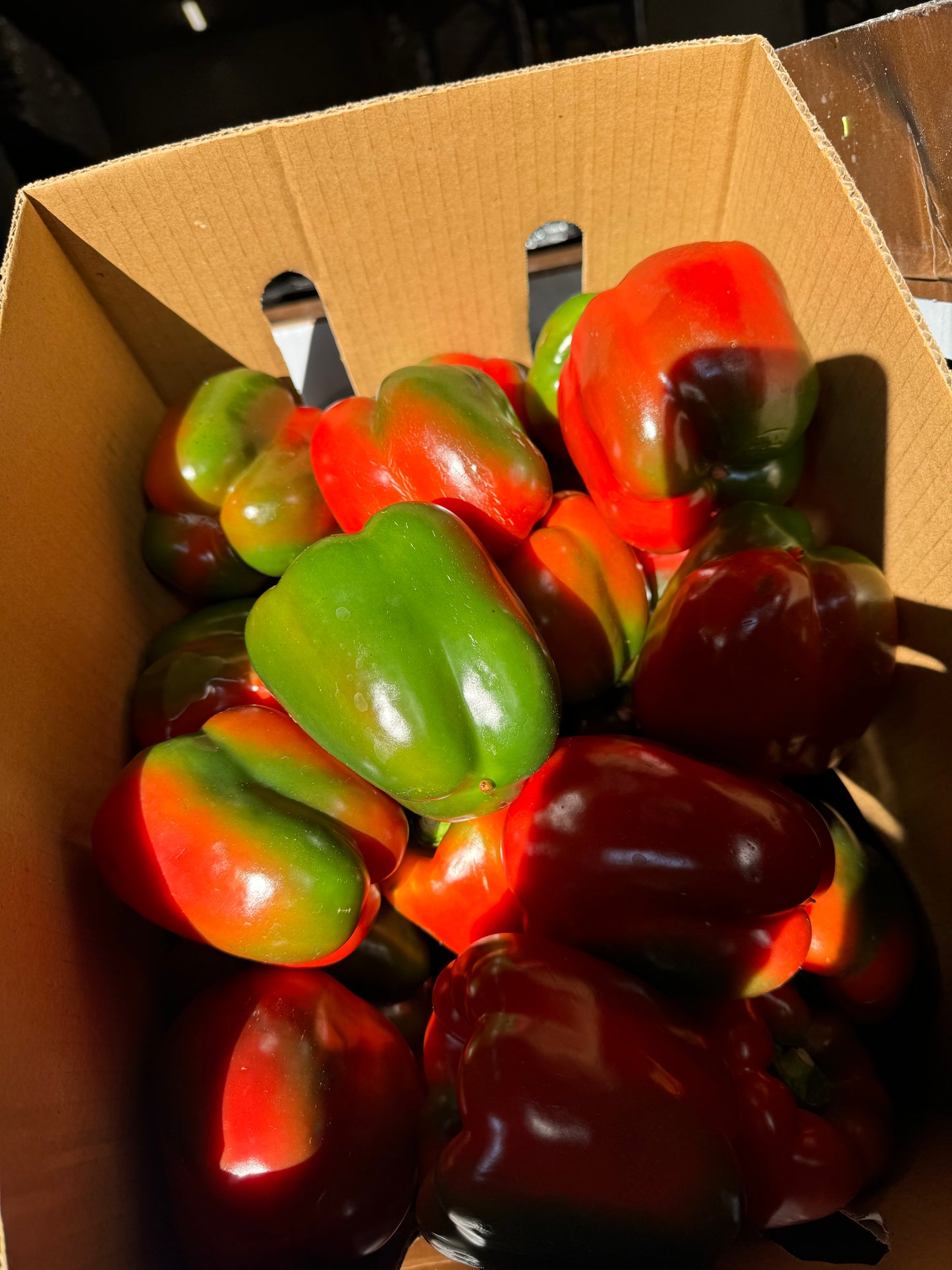 Organic Capsicum Multi Colour 3pk