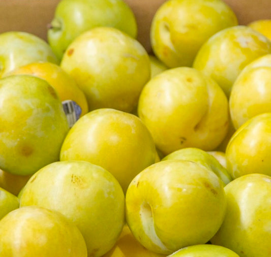 Yellow Plums King Midas (Each)