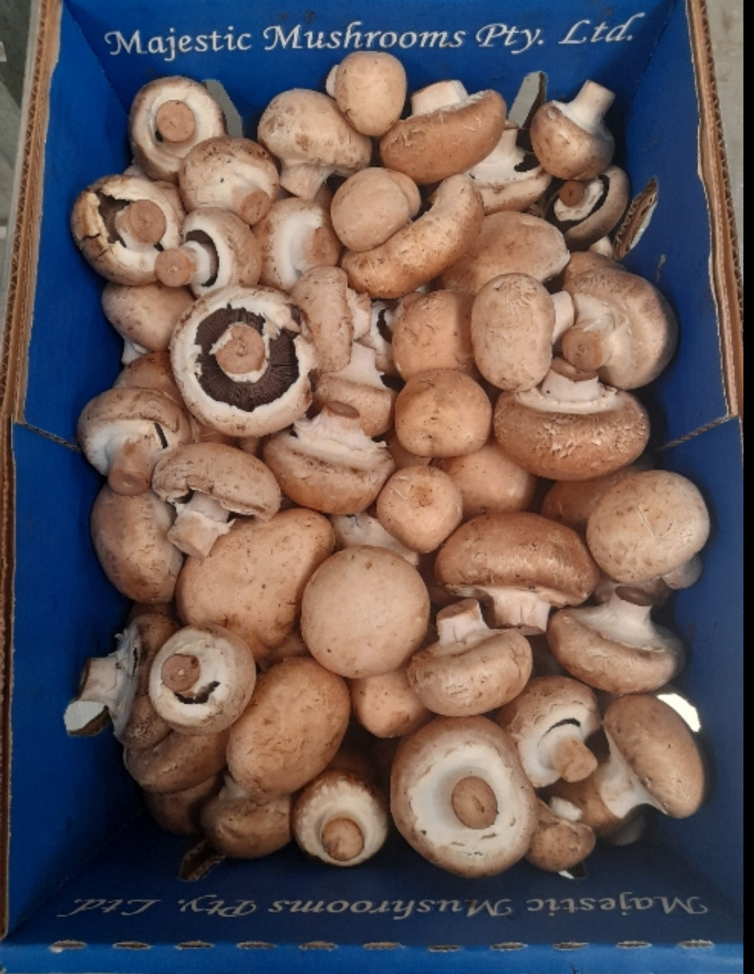 Swiss Brown Mushroom 4kg Box