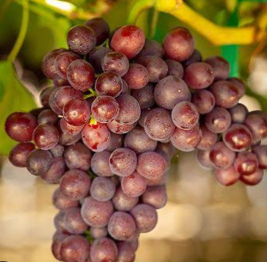 Candy SnapsGrapes Pre-pack 1kg