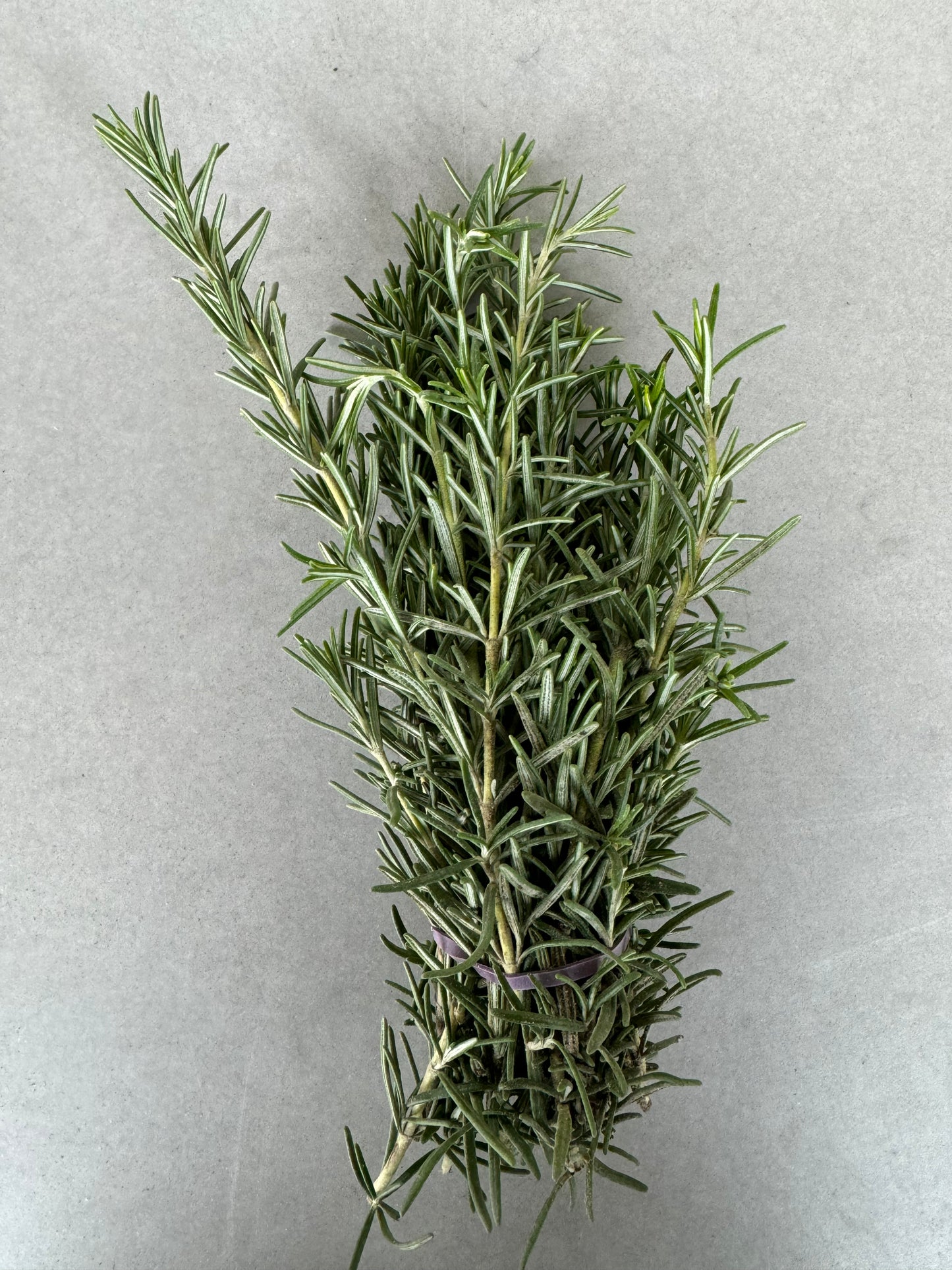 Organic Rosemary