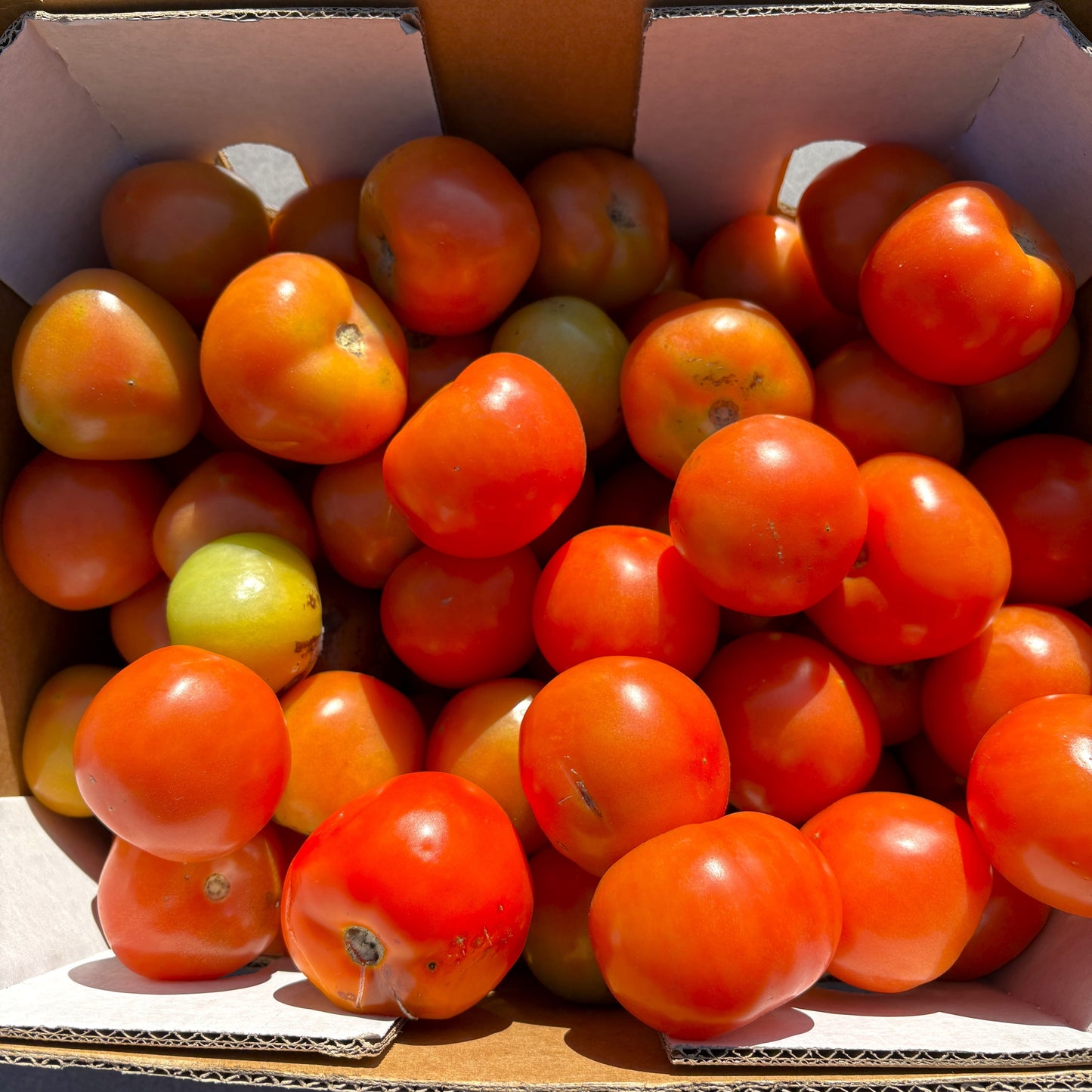 UGLY FRUIT Tomatoes pre-packed 1kg