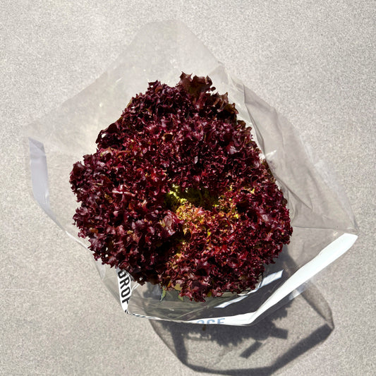 Lettuce Red Coral (Each)