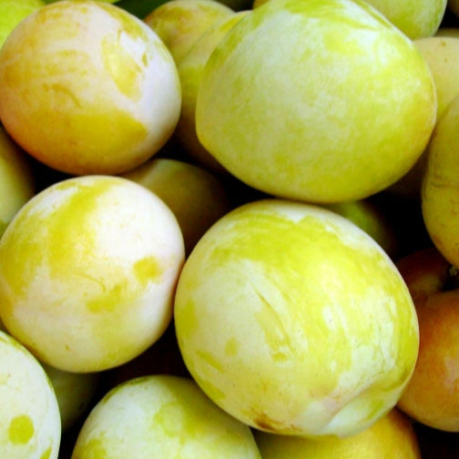 SPECIAL Sun Plum 1kg