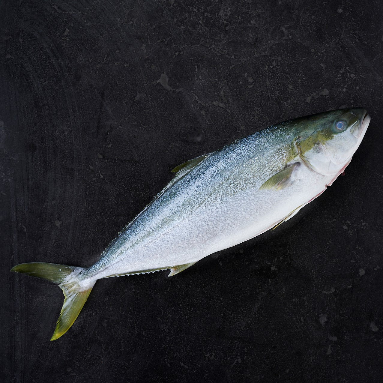 Hiramasa Kingfish Whole 3.5kg - 4kg (Each)