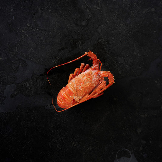 Australian Lobster Cooked Whole 700g (Each)