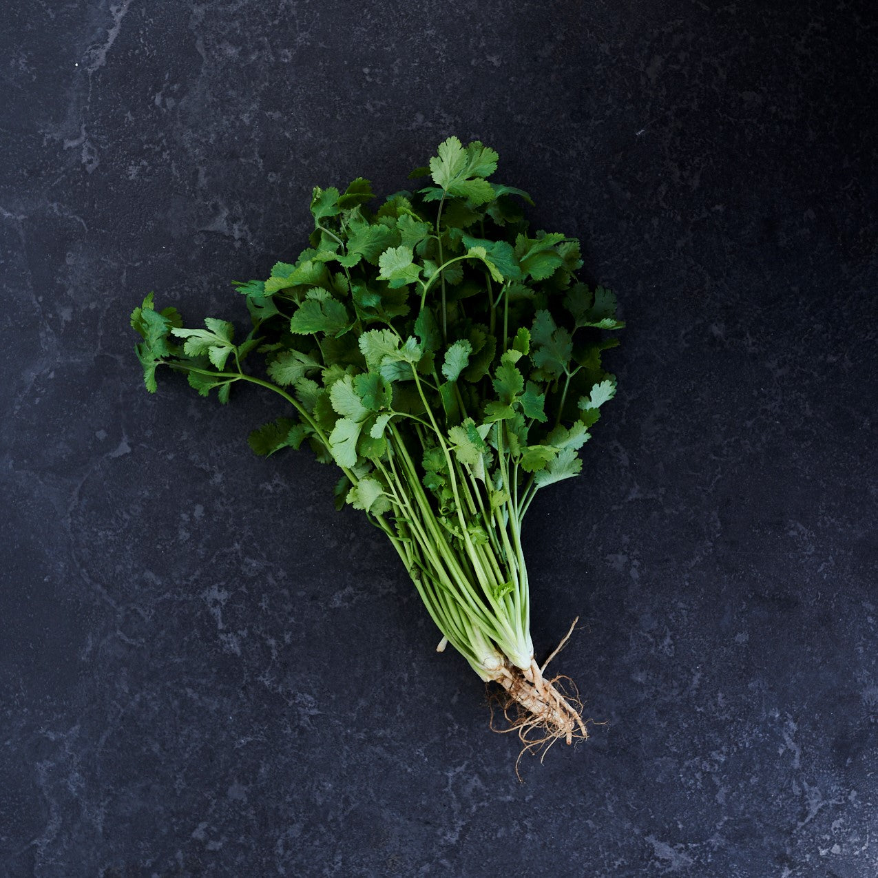 Coriander (Bunch)