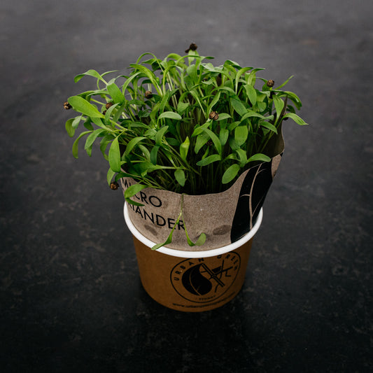 Micro Herb - Coriander