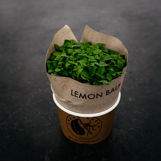Micro Herb - Lemon Balm