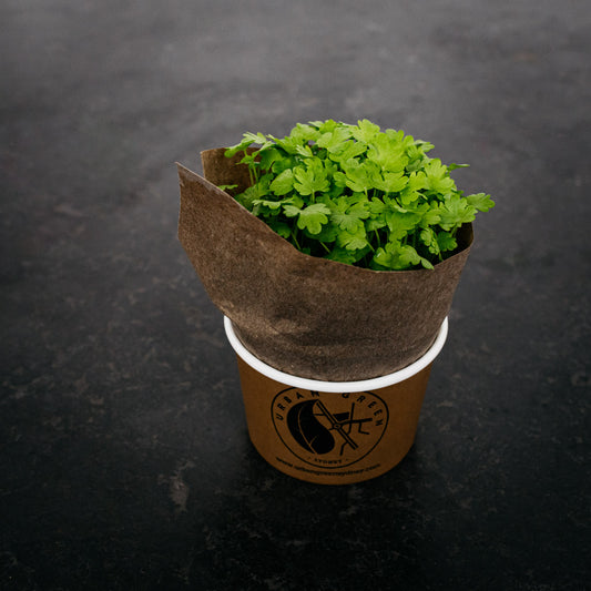 Micro Herb - Mint