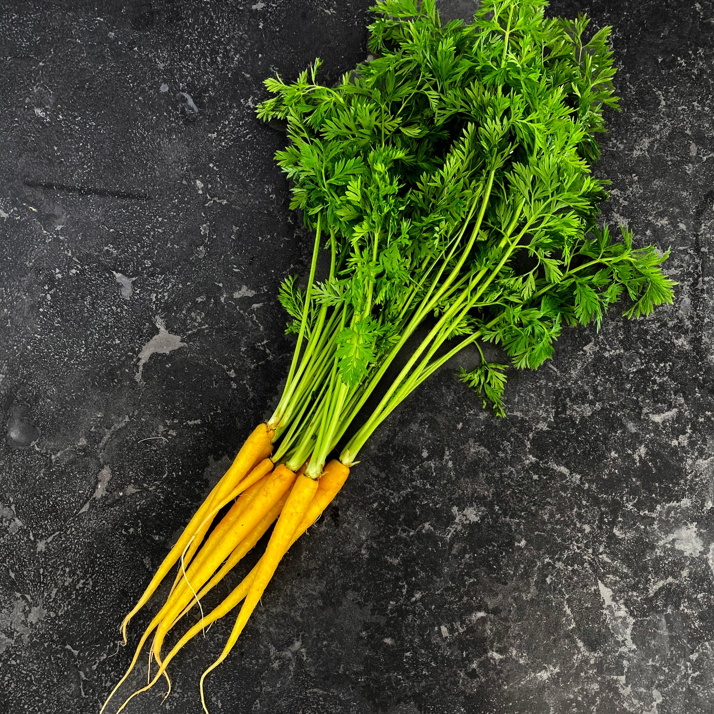 Carrot Dutch Yellow (Bunch)